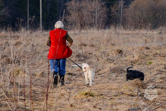 В Ивановской области пожарные спасли собаку, застрявшую на острове