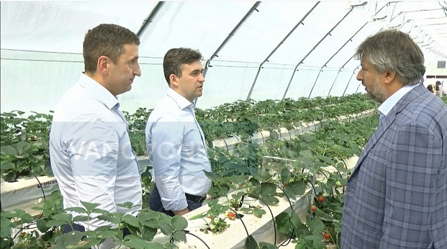  Ягодное дело «морозовских» фермеров: ПОДРОБНОСТИ IN 