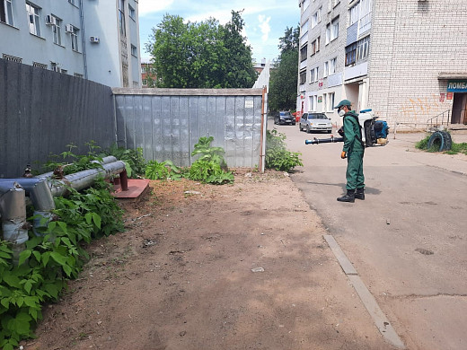 В Иванове обработают 10 очагов произрастания борщевика (список адресов)
