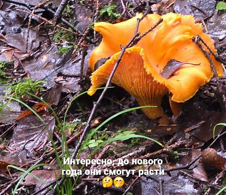  В Ивановской области корзинами собирают грибы 