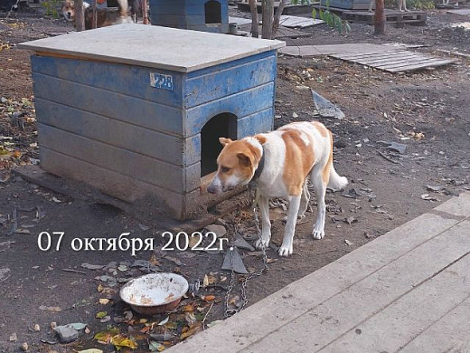 Суд наказал водителя, который сбил собаку на Парижской коммуны в Иванове и уехал