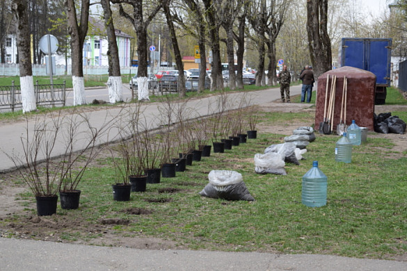 В Иванове на месте спиленных тополей высадили спирею
