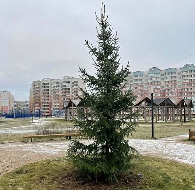  В Московском микрорайоне к Новому году посадили ель 