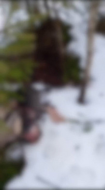 «И снова живодеры»: в лесу в Тейкове нашли тело собаки (18+)