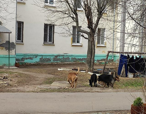 На Соликамской улице появились бродячие собаки