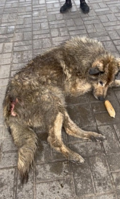 В Иванове собаку неделю заживо ели черви