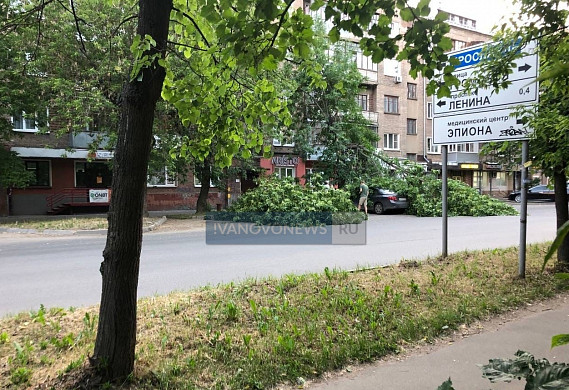  Деревья на улице Калинина в Иванове становятся все опаснее 