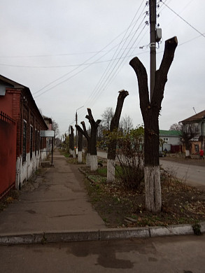 В Шуе горожане возмущены варварским кронированием 