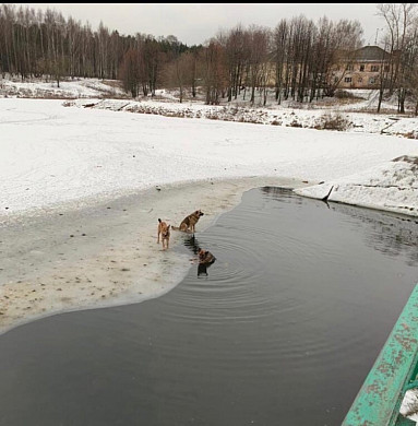Провалившаяся два года назад в ледяную воду овчарка все еще ждет своего человека