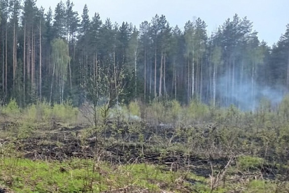  В Южском районе лесной пожар ﻿тушат 