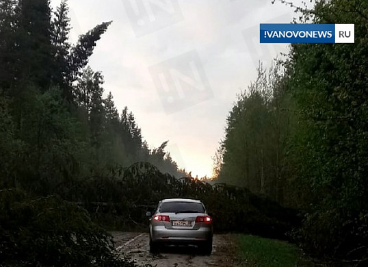 Ураган повредил 1300 га леса в двух районах Ивановской области