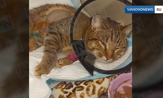 В Иванове молодой человек отбил у своры псов уже почти бездыханного кота