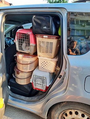 В Иваново привезли 40 кошек из Мариуполя