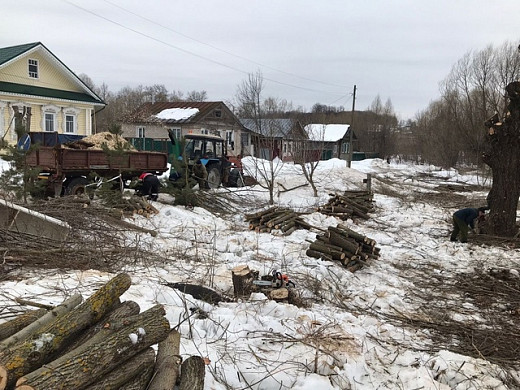 В Палехе избавляются от больных деревьев