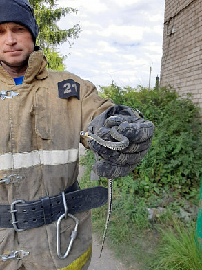  В Ивановской области в детский сад заползла змея 