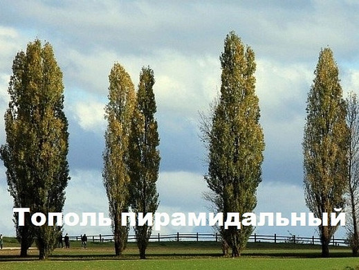  Ивановцам предлагают выбрать деревья для городских улиц 