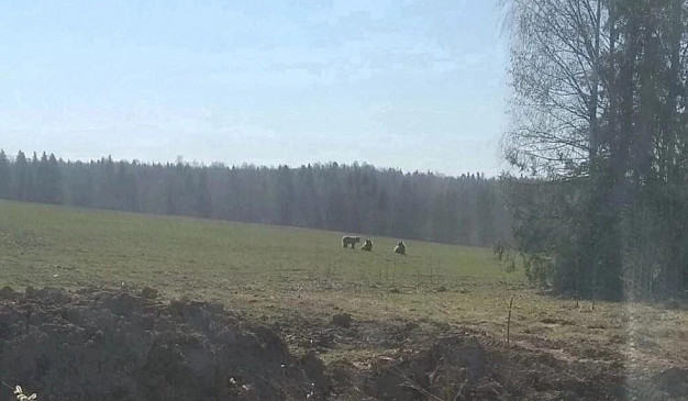 В Ивановской области медведи выходят к жилью 