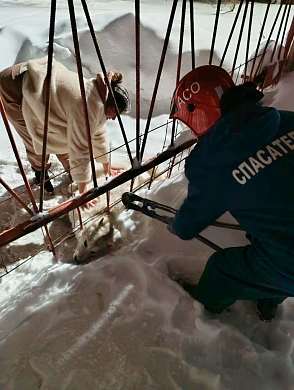 В Иванове спасли собаку, застрявшую головой в заборе