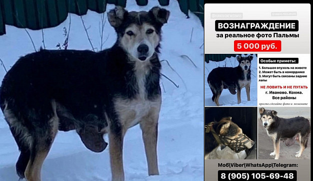 За актуальное фото пропавшей в Иванове собаки Пальмы назначено вознаграждение