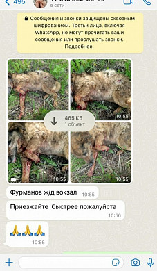 В Ивановской области попавшей под поезд собаке отрезало лапу