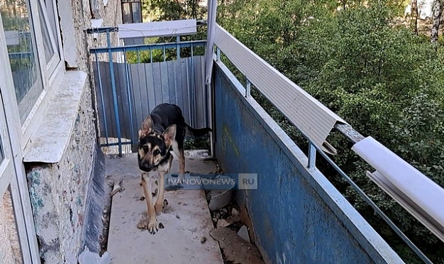 В Иванове жильцы удерживают истощенную собаку на балконе