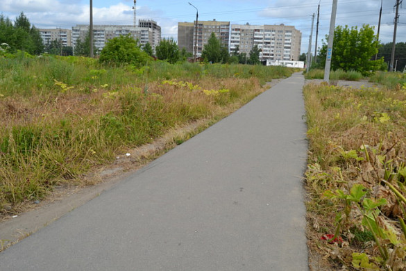 В Иванове повторно обработали крупный очаг произрастания борщевика 