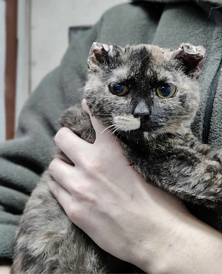 К кошке, выжившей после страшного удара током, вернулось зрение