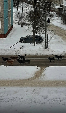 Жителей Рабочего поселка в Кохме терроризируют бродячие собаки