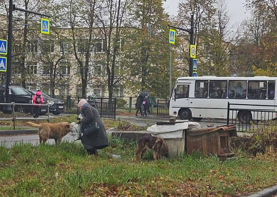 Ивановка устроила ночлег для бездомных собак рядом со школой