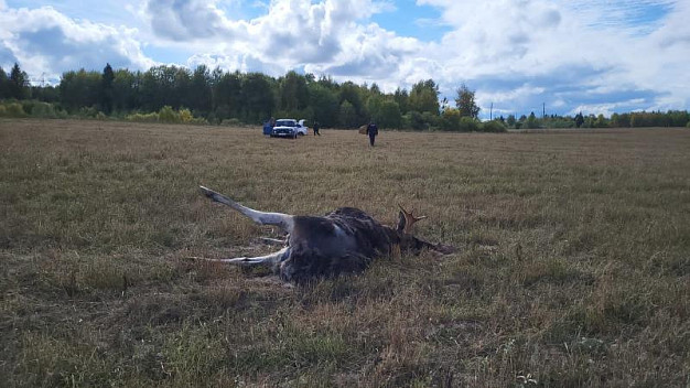  В Комсомольском районе обнаружили убитого лося 