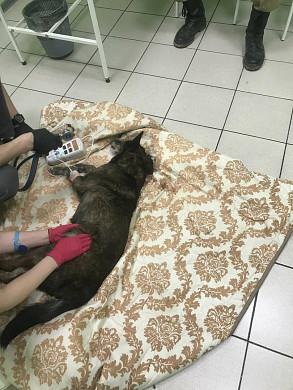 В Иванове собака с пробитой головой три дня скулила от боли в подвале дома