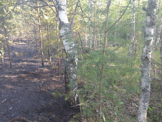 Два лесных пожара произошли в Ивановской области в воскресенье
