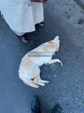 В Иванове изрезанную ножом собаку выкинули из окна девятиэтажки 