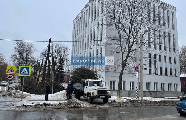В Иванове варварски кронируют деревья, обрекая их на гибель