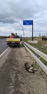 В Иванове неизвестный автомобилист сбил собаку и бросил ее умирать на обочине