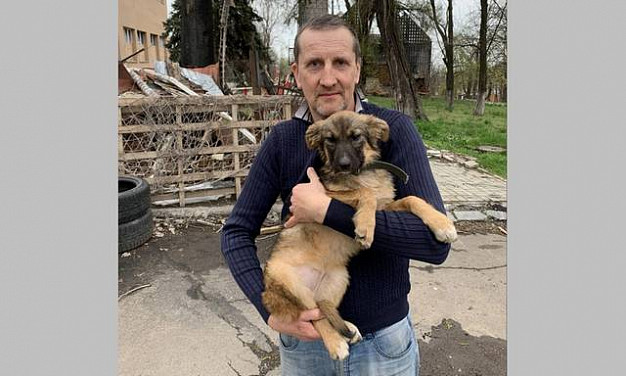 Шуйские волонтеры привезли с Донбасса бродячую собаку и назвали ее Zося