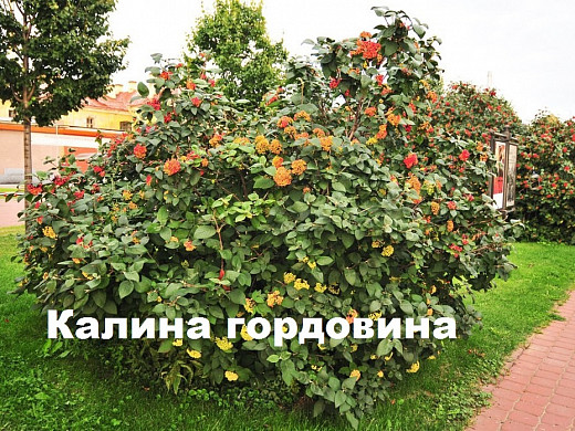 Ивановцам предлагают выбрать кустарники для озеленения города