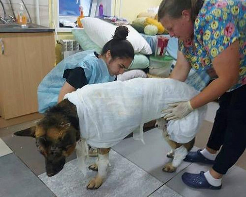 В ивановском приюте выхаживают спасенного на пожаре пса