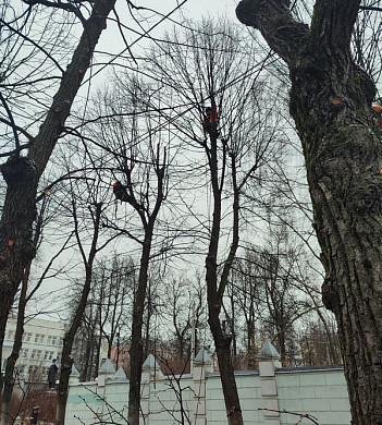  В Иванове обрезают аллею, высаженную по наказу Бурылина 