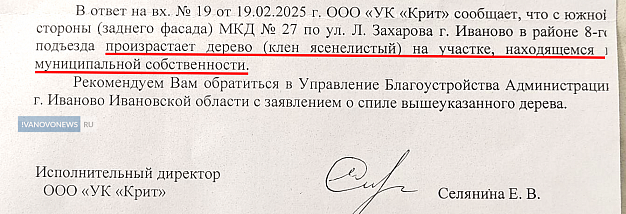 Мэрия и УК переадресуют друг другу просьбы снести опасное дерево в Иванове