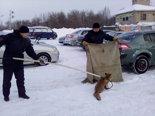 В Кинешме поймали неадекватную лису