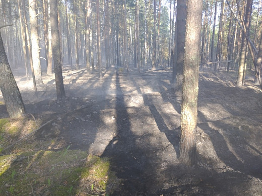 Количество лесных пожаров в Ивановской области выросло в 3 раза
