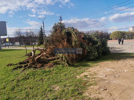 На площади Пушкина в Иванове упала не одна, а две елки 
