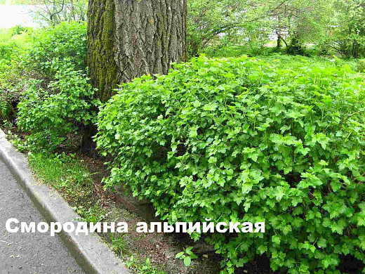 Ивановцам предлагают выбрать кустарники для озеленения города