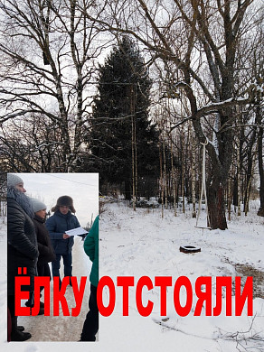  В Заволжске удалось отстоять ель, посаженную ветераном-фронтовиком 