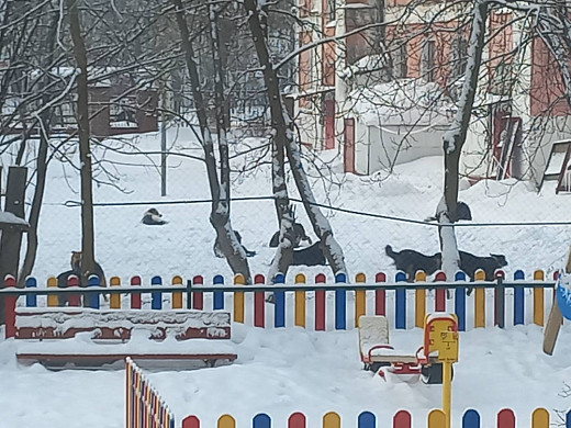 Собаки нападают на людей около школы